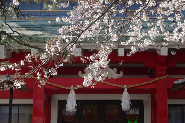 元町厳島神社の桜