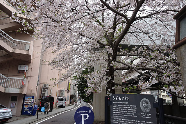 シドモア桜